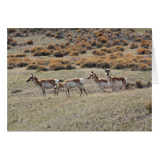 Pronghorn Antelope