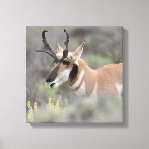 Pronghorn Antelope Buck   Grand Tetons Canvas Print