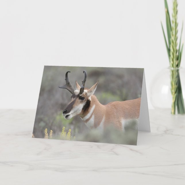 Pronghorn Antelope Buck | Grand Tetons Card (Front)