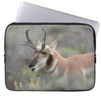 Pronghorn Antelope Buck | Grand Tetons