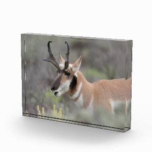 Pronghorn Antelope Buck Grand Tetons Photo Block