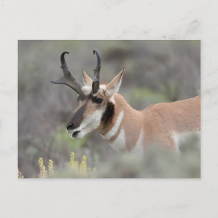 Pronghorn Antelope Buck Grand Tetons Postcard