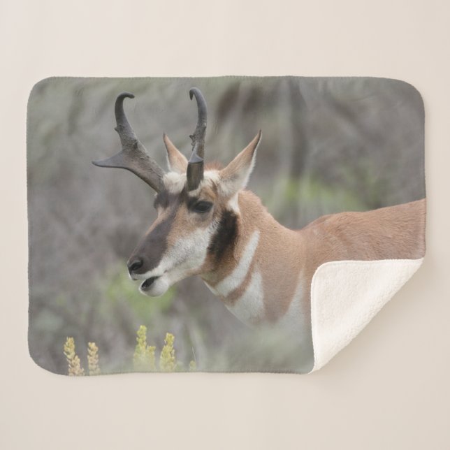 Pronghorn Antelope Buck | Grand Tetons Sherpa Blanket (Front (Horizontal))