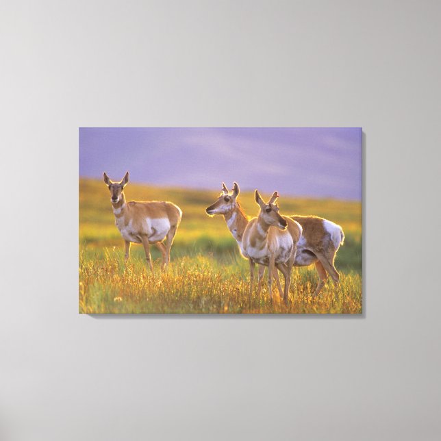 Pronghorn Antelope in Montana Canvas Print (Front)