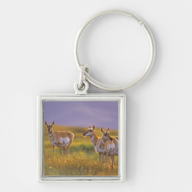 Pronghorn Antelope in Montana Key Ring (Front)