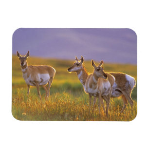 Pronghorn Antelope in Montana Magnet