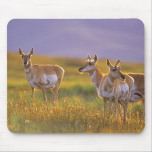 Pronghorn Antelope in Montana Mouse Mat