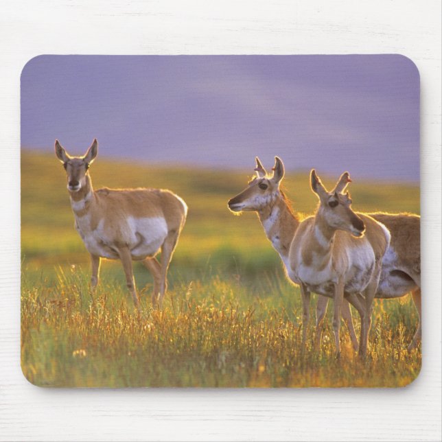 Pronghorn Antelope in Montana Mouse Mat (Front)