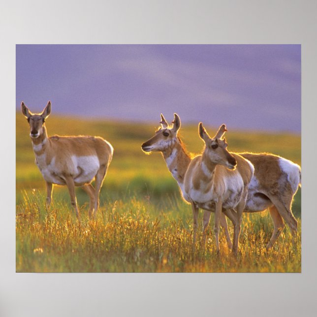 Pronghorn Antelope in Montana Poster (Front)