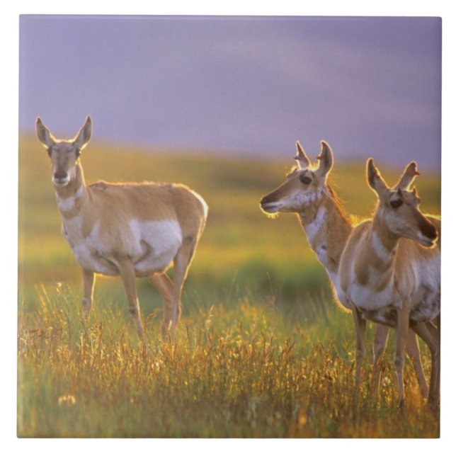 Pronghorn Antelope in Montana Tile (Front)