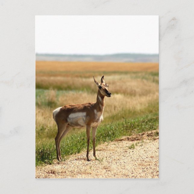 Pronghorn Antelope Postcard (Front)