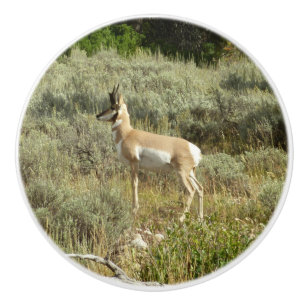 Pronghorn at Grand Teton National Park Ceramic Knob