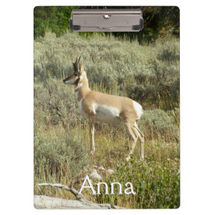 Pronghorn at Grand Teton National Park Clipboard