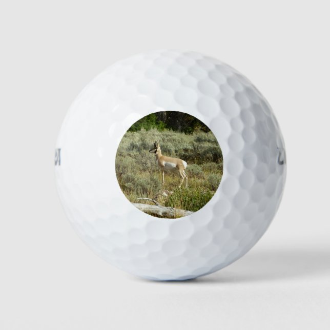Pronghorn at Grand Teton National Park Golf Balls (Front)