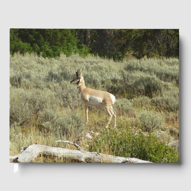 Pronghorn at Grand Teton National Park Guest Book (Front)