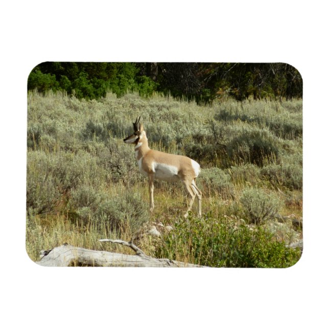 Pronghorn at Grand Teton National Park Magnet (Horizontal)