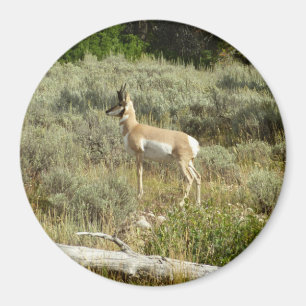 Pronghorn at Grand Teton National Park Magnet