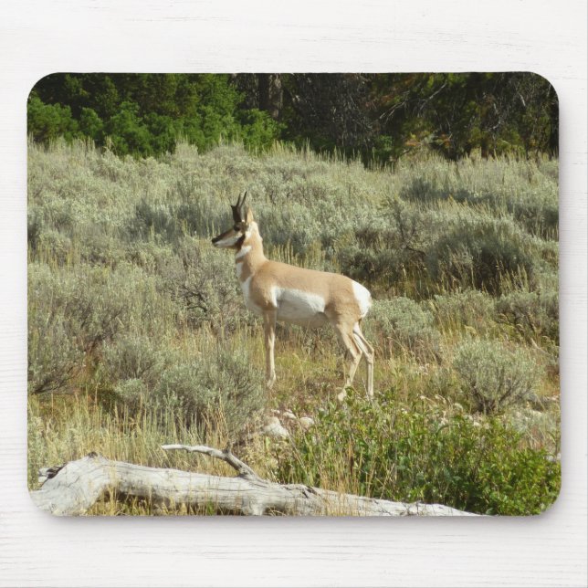 Pronghorn at Grand Teton National Park Mouse Mat (Front)
