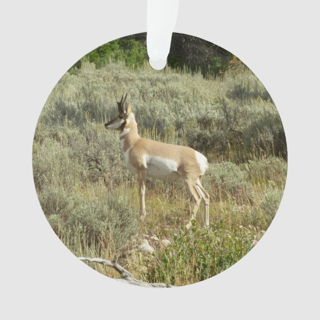 Pronghorn at Grand Teton National Park Ornament (Front)