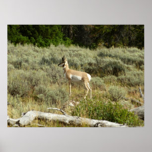 Pronghorn at Grand Teton National Park Poster
