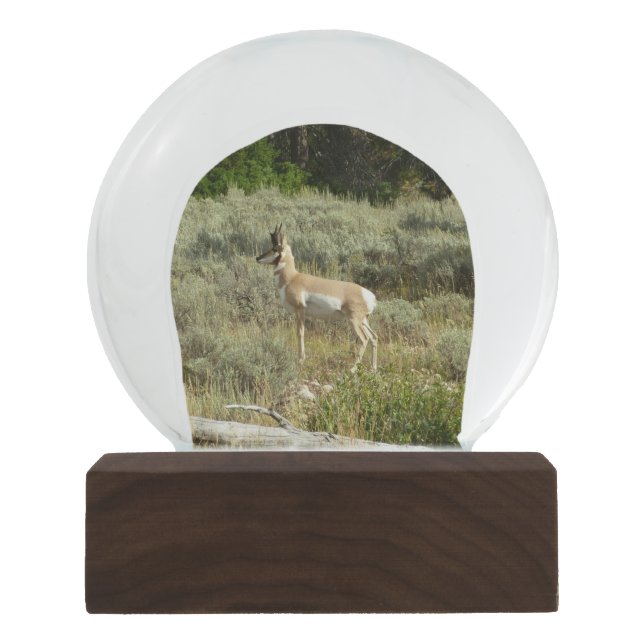 Pronghorn at Grand Teton National Park Snow Globe (Front)