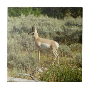 Pronghorn at Grand Teton National Park Tile