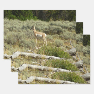 Pronghorn at Grand Teton National Park Wrapping Paper Sheet