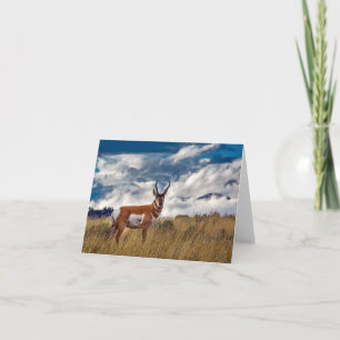 Pronghorn in Meadow, Yellowstone NP Card
