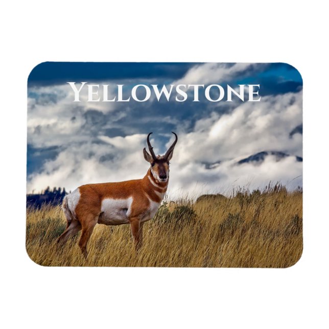 Pronghorn in Meadow, Yellowstone NP Magnet (Horizontal)
