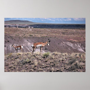 Pronghorn Sheep Poster
