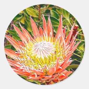 Protea Australian flower photography Classic Round Sticker