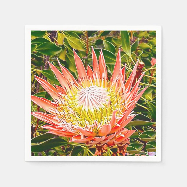 Protea Australian flower photography Napkin (Front)