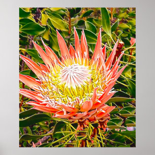 Protea Australian flower photography Poster