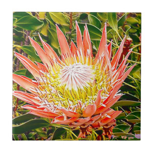 Protea Australian flower photography Tile