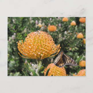 Protea Bee & Butterfly Postcard