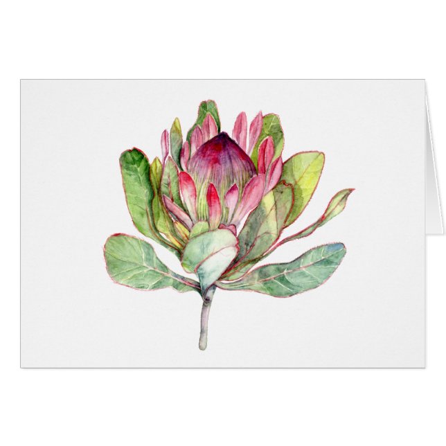 Protea Flower (Front Horizontal)