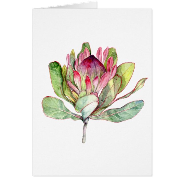 Protea Flower (Front)