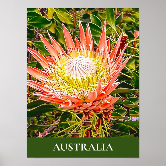 Protea flower Australian travel print (Front)