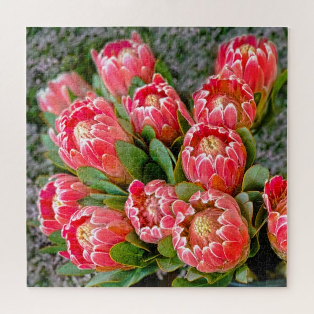 Protea flower bunch photo 20' x 20' 676 piece jigsaw puzzle (Horizontal)
