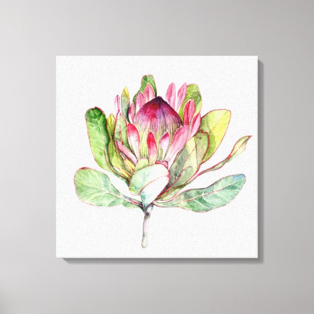 Protea Flower Canvas Print (Front)