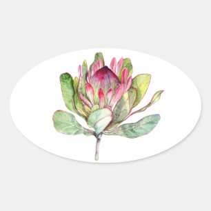 Protea Flower Oval Sticker
