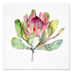 Protea Flower Photo Print