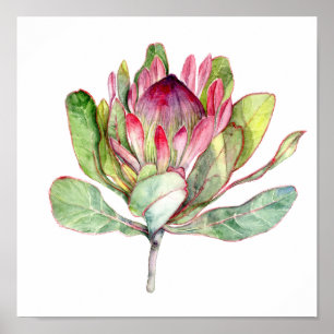 Protea Flower Poster