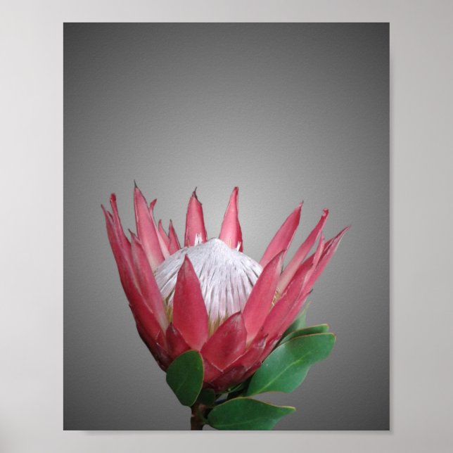 Protea Flower Poster (Front)