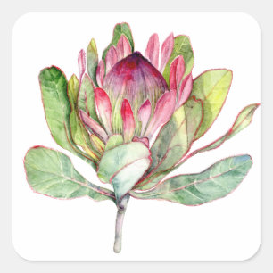 Protea Flower Square Sticker