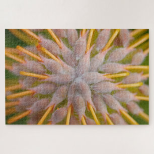 Protea Leucospermum praecox. . Pincushion protea.  Jigsaw Puzzle