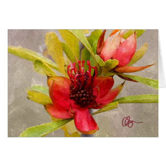 Protea Love