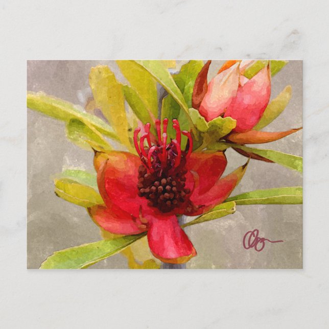 Protea Love Postcard (Front)