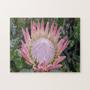 Protea sugar bush jigsaw puzzle