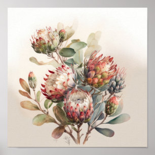 Protea Sugarbushes Flower Art Print Poster